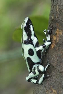 Images Dated 29th March 2006: Green and Black Poison Frog Cahuita N.P. Costa Rica
