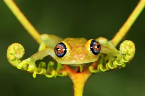 Reptiles And Amphibian Prints: Green Bright-eyed Frog / Andasibe Tree Frog - on a fern Andasibe - Mantadia National Park - Madagascar