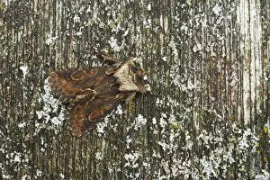 Crescent Prints: Green-brindled Crescent Moth Allophyes oxyacanthae Essex, UK IN000607