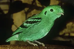 Green Broadbill