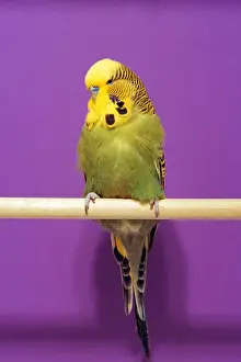 Green Budgerigar AP 1628 On perch © Dennis Avon / ARDEA LONDON