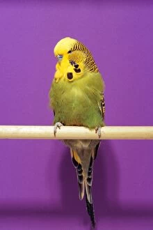 Green Budgerigar - Male sits on perch