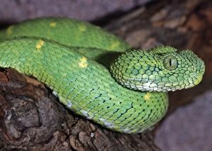 Images Dated 24th November 2008: Green Bush Viper - Forests of West Africa