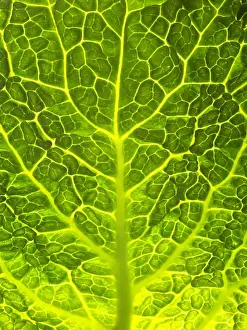 Texture Prints: Green Cabbage Close up of leaf