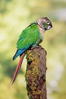 Green-cheeked Conure Green-cheeked Conure