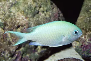 Damselfish Prints: Green Chromis / Damselfish / Puller - reefs - Red Sea - Indonesia