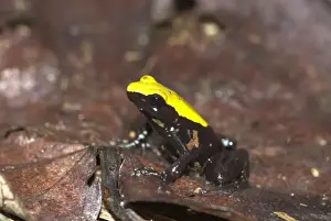 Green Climbing Mantella - Endemic Nosy Mangabe Madagascar