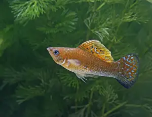 Green copper molly – side view male - tropical freshwater - variant 002697