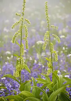 Conservation Prints: Green Corn Lily / Green False Hellebore - Mount Rainier National Park