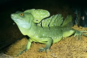 Crests Prints: Green Crested Basilisk Lizard Forests of Costa Rica Fam:Iguanidae
