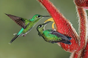 Images Dated 2nd January 2022: Green Crowned Brilliant hummingbird, Costa Rica Date: 18-03-2011