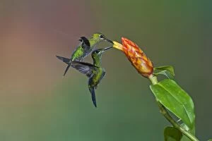 Images Dated 19th July 2012: Green-crowned Brilliant Hummingbird - females