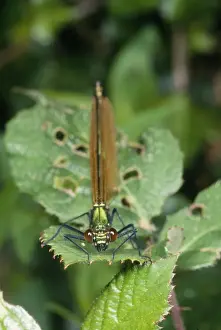Damselflies Prints: Green Damselfly UK