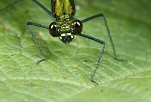 Images Dated 20th June 2006: Green Damselfly UK