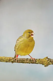 Calling Collection: Green Fife Canary - front view singing, captive bred Bedfordshire UK