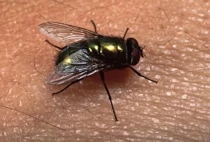 Green fly - on human skin