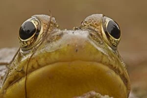 Images Dated 8th September 2014: Green Frog