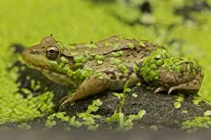 Green Frog - in duckweed