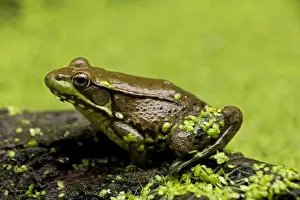 Weeds Prints: Green Frog - in duckweed - New York - USA