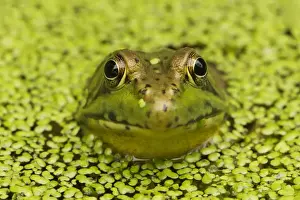 Green Frog - in duckweed - New York - USA