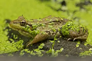 Green Frog - in duckweed - New York - USA