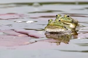 Amplexus Collection: Green Frog - in garden pond - Provence - France