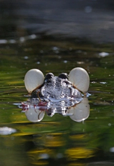 Images Dated 2nd April 2006: Green Frog - with inflated vocal sacs - in garden pond