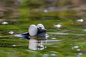 Vocal Sac Prints: Green Frog - with inflated vocal sacs - in garden pond - Provence - France