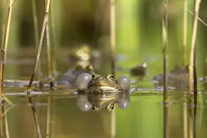 Green Frog - with inflated vocal sacs - in garden pond - Provence - France