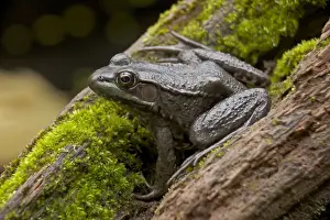 Green Frog - New York - USA