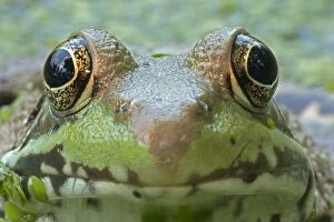 Green Frog in pond