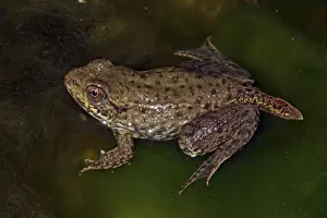 Tadpoles Prints: Green Frog (Rana clamitans) - Nearly metamorphosed frog showing remnants of tadpole tail - New York - USA