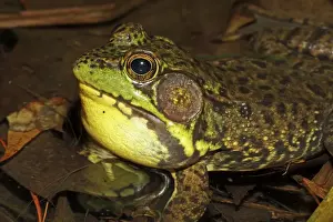 Green Frog (Rana clamitans) - Male calling to attract mate - New York - USA
