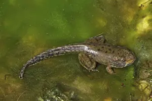 Tadpoles Prints: Green Frog (Rana clamitans) - Metamorphosing frog showing tadpole tail and frog limbs - New York - USA
