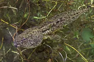 Green Frog Tadpole (Rana clamitans) - Intermediate stage tadpole with back legs- New York - USA