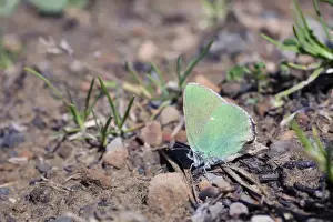 Green Hairstreak Butterfly - Spain