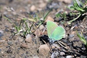 Images Dated 4th June 2012: Green Hairstreak Butterfly - Spain