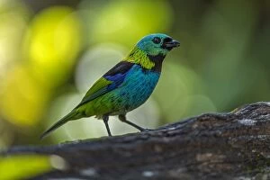 Images Dated 9th September 2014: Green-headed Tanager, Atlantic Forest, Sao Paulo
