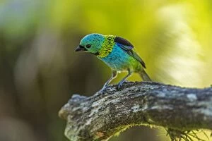Green-headed Tanager, Atlantic Forest, Sao Paulo