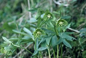 Images Dated 11th January 2007: Green Hellebore