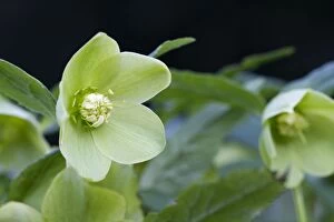 Images Dated 5th February 2012: Green Hellebore