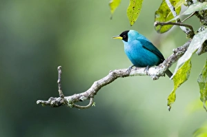 Images Dated 6th December 2008: Green Honeycreeper - female on branch - Asa Wright Centre - Trinidad