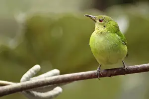 Green Honeycreeper - female, Cloud Forest, Venezuela, South America