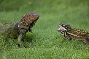Green Iguana - and Common Basilisk - (Basiliscus basiliscus) - Costa Rica - Tropical rainforest