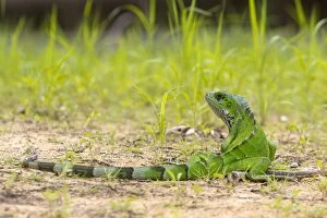 Green Iguana / Common Iguana