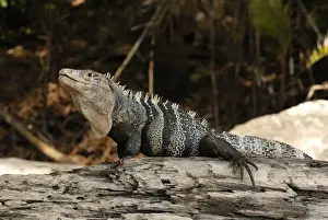 Iguanas Prints: Green Iguana, Costa Rica