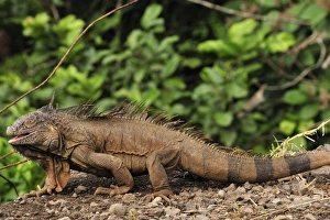 Images Dated 20th March 2008: Green Iguana, Costa Rica
