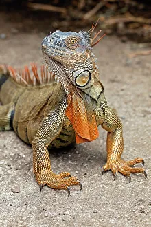 Images Dated 2nd January 2022: Green Iguana, Costa Rica Date: 19-03-2011