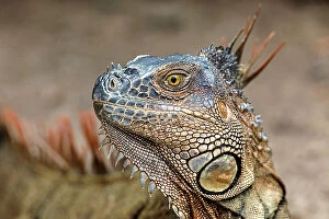 Images Dated 2nd January 2022: Green Iguana, Costa Rica Date: 19-03-2011