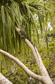 Green Iguana. Docile, herbivorous lizard feeding on foliage, flowers, fruit, also insects, lizards, other small animals, nestlings and birds eggs. Bask in open areass. Introduced from Central and South America